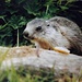Marmot aan Spielboden