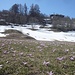 Hunderte von Frühlingslichtblumen unmittelbar nach der Schneeschmelze