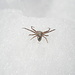 Cosa fa questo ragno in mezzo alla neve a 2800 m di quota?