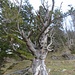 markanter Baum bei Oberalpli