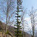 markanter Baum