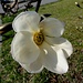 Vitznau's südliches Klima lässt die Magnolien früh blühen ...