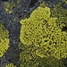 Gros plan sur ces lichens qui garnissent les pierres du Hohgant