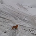 Luca tänzelt über den Wanderweg zu Tal - das Eis hat ihn überhaupt nicht gestört
