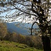 Primavera