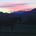  Prima di raggiunger gli amici di gita, un bellissimo esemplare equino gode l'immensità dell'alba.