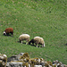 Pecore all'Alpe del Prina