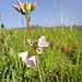 eine kommune Blume, das Wiesenschaumkraut - doch gewiss auch reizvoll