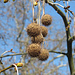 Hier hängen wohl immer noch die Weihnachtskugeln am Baum ;-)