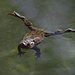 Jeder Brustschwimmer sollte sich mal den astreinen Beinschlag eines Frosches anschauen, da kann man wirklich was lernen:-)