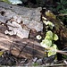 Pilz gegen alten Baumstamm - Der Pilz gewinnt