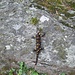 Una salamandra beneaugurante all'inizio del sentiero