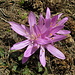 auch auf der  Waldlichtung (1800 m) blühen Lichtblumen