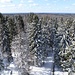 herrlicher Ausblick vom Turm über die Wälder: Blick nach Westen
