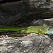 Die prächtige Smaragdechse; ein Männchen, erkennbar an der hellblauen Färbung am Kopf. Diese wunderschönen Echsen können bis 45 cm lang werden und sind auf der Alpensüdseite verbreitet.