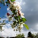 Pedrinate - Apfelbäume in Blüte