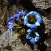 Enzian mit abwechselnd weißen und blauen Blütenblättern haben wir in Höhen um etwa 3500 Meter angetroffen