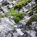 Blumen und Felsen...