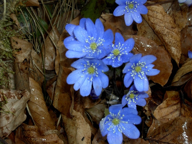 Frühlingsblumen - Fotos hikr.org