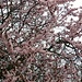 schöne rosa Blüten der  Japanische Kirsche (danke [u Bergpoetin])