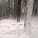 Hinauf durch den verschneiten Tisner Wald.