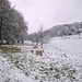 Die Schafe wundern sich auch über den Schnee in Tisis (das einzige Schwarze versucht sich zu verstecken)
