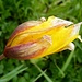 auch "zu" sind die Rebbergtulpen (Tulipa sylvestris) schön