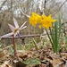 Dente di Cane e Giunchiglia o Narciso Trombone     (Erythronium dens-canis L. e Narcissus pseudonarcissus L.) 