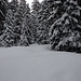 Unverspurte Aufstiegsroute zwischen den Tannen