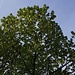 Taschentuchbaum (Davidia involucrata) in Brissago.<br /><br />Der lustige Namen des Taschentuchbaums kommt von einem grossen und weissen äusseren Blütenblatt das wie ein Taschentuch im Wind weht. Wenn der Baum blüht, sieht es aus als wären hunderte Taschentücher am Baum aufgehängt. Der eher seltene Baum stammt aus China und kann, ausser in höheren Lagen, in ganz Mitteleuropa wachsen.