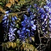 Blüten der Japanische Wisteria (Wisteria floribunda), einer Kletterpflanze.