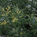 Blüten der Silber-Akazie (Acacia dealbata) in Brissago (211m). Der immergrüne, wärmeliebende und sehr wenig frostresistente Baum stammt aus Australien und gedeiht in der Schweiz lediglich am Nordufer des Lago Maggiore. Bei geeigneter Überwinterung kann er jedoch als prächtige Topfpflanze gehalten werden.