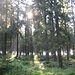 Heidebedeckter Vennwald