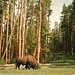 IL leggendario bisonte americano