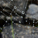 Trocken war es heute nicht - Wassertropfen sammeln sich an eine Spinnennetz.