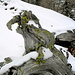 Berggeister ? auf  2140 m
