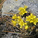 Felsenblümchen