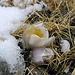 winterliche Frühlings-Anemonen auf dem Mälchgrat