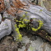 Flechten auf  altem Holz