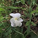 Viola alba ausserhalb Moghegno