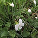 Weisses Veilchen. Viola alba