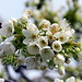 Die Birnbaumblüten warten auf Bienen