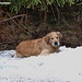 Na Luca, genieß deine letzten Schneeflecken, solange es sie noch gibt :-)