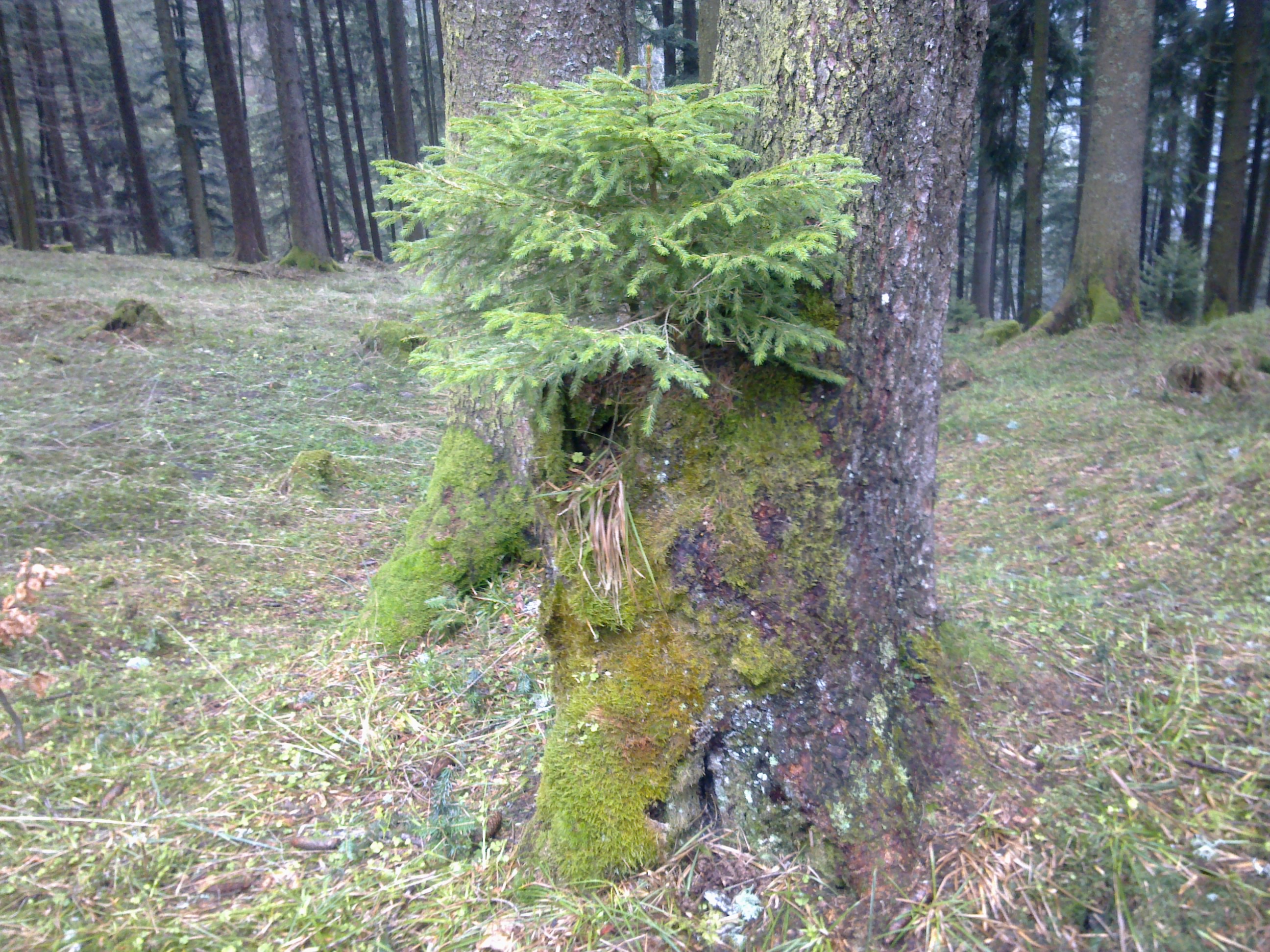 Auf Welcher Seite Wächst Das Moos Am Baum