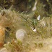 Ein kleiner Schleimfisch mit einer Felsengarnele im Makro