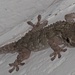 Noch ein ganz interessantes Tier: der Gecko. <br />Geckos können dank perfekter Adhäsion durch ihre mit Milliarden feinster Härchen (Spatulae; etwa 200 Nanometer breit und lang) besetzten Füße, bei der sie sich der Van-der-Waals-Kräfte bedienen, sogar kopfüber an Glasscheiben laufen. Die Haftfähigkeit der Geckos wird im Nanometerbereich durch Feuchtigkeit noch gesteigert. (Quelle Wikipedia)<br />Diese Eigenschaften will die Wissenschaft schon länger für ihre technischen Entwicklungen erforschen und kopieren.