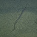Der kleine Meeraal ist ein bodenorientierter, überwiegend nachtaktiver Räuber. Er kann sich mit dem Schwanz voran in den Sand eingraben. Tagsüber versteckt er sich meistens auf diese Art im Boden.