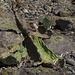 Die Opuntia ist ein Überlebenskünstler. In dieser Bucht stehen oben an der Hangkante ganz viele Feigenkakteen. Fällt ein Blatt herunter, wächst aus dem vertrockneten Rest ein neues Blatt, ganz ohne Erde.
