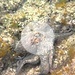 Mein Lieblingstier im Mittelmeer, aufgenommen mit der Canon Powershot D10<br />Mehr Bilder zur Unterwasserwelt von Elba auf http://www.rufushome.de