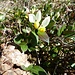 Buchsblättrige Kreuzblume - duftet herrlich fruchtig